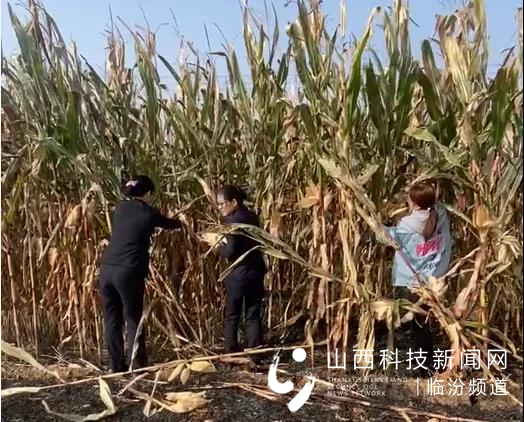 助农秋收解民忧 志愿行动暖人心1