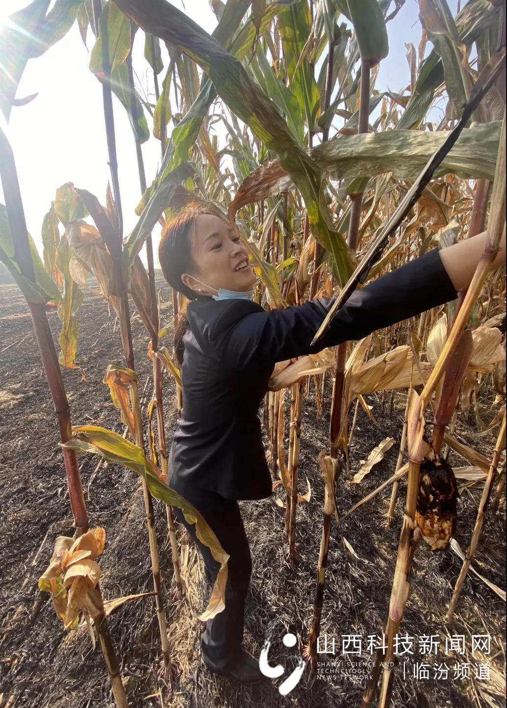 助农秋收解民忧 志愿行动暖人心2