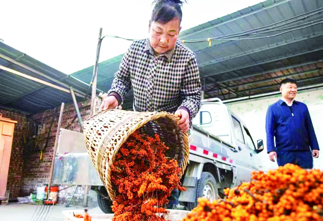 中国科协科技助力定点帮扶这五年 | 岚县沙棘：一粒&ldquo;黄金果&rdquo; 一条&ldquo;致富路&rdquo;
