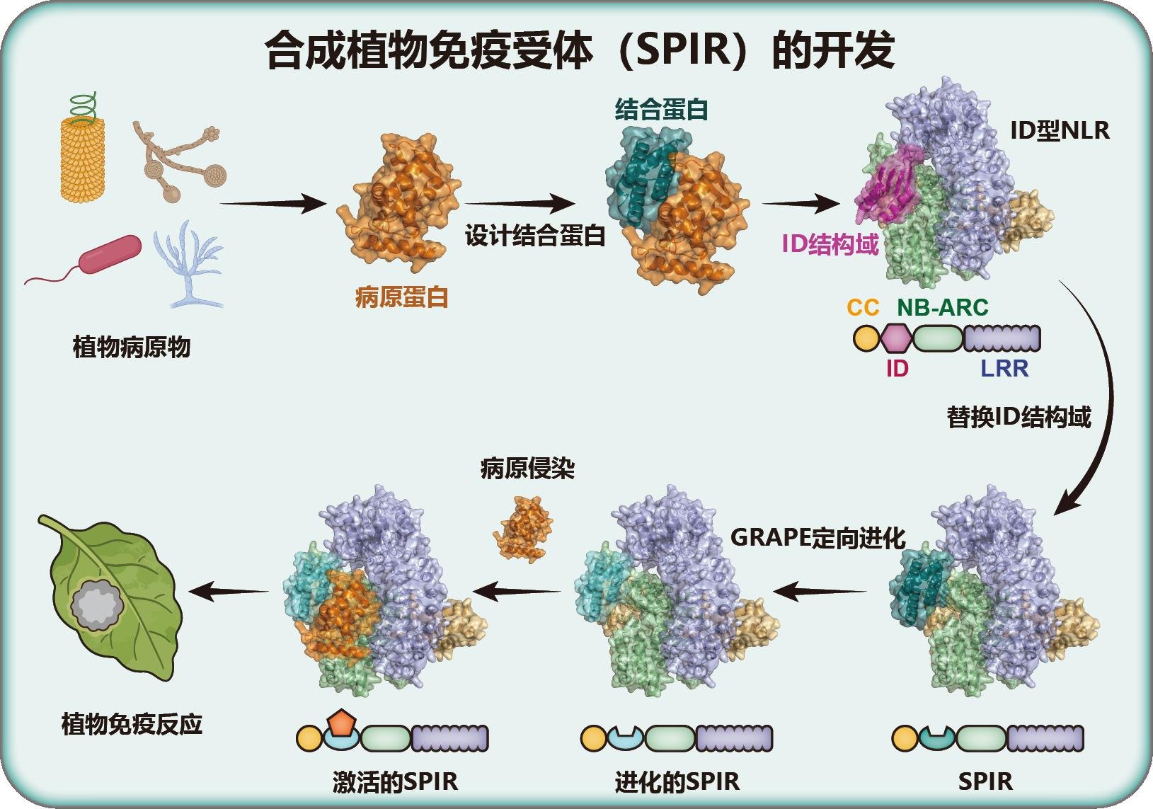AI当"设计师" 植物抗病"哨兵"实现按需定制